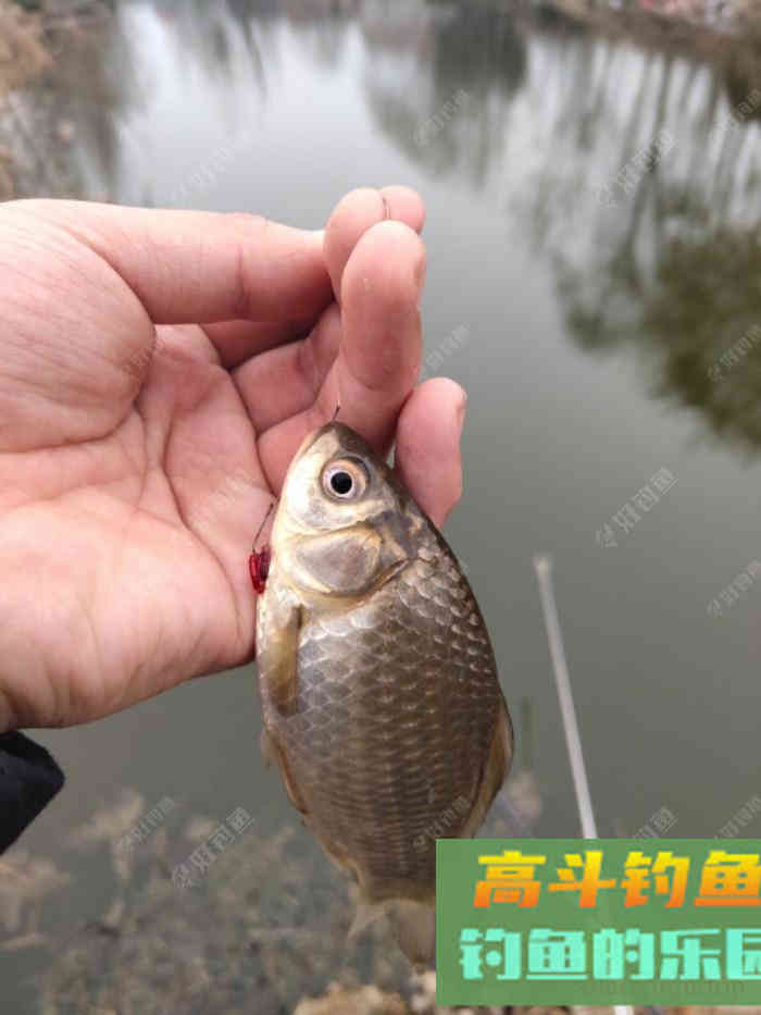 早春如何和鲫鱼斗智斗勇，钓早春鲫鱼的技巧都在这