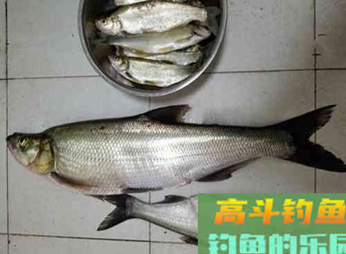 为什么你总钓的都是小翘嘴?学会这三招钓米翘 为什么你总钓的都是小翘嘴?学会这三招钓米翘