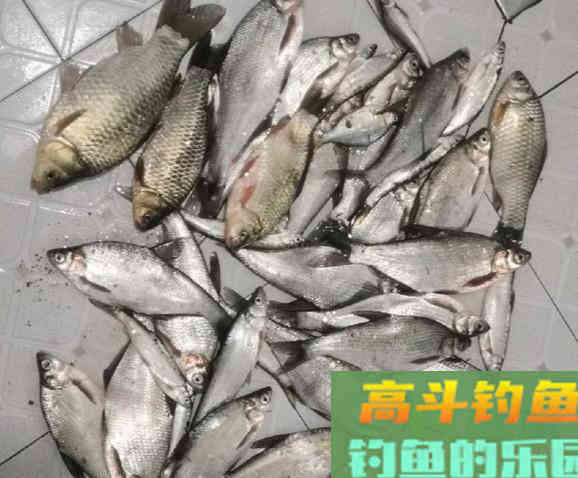 长江钓鱼，野钓鳊鱼分析教学，钓获20多斤野生鳊鱼和鲫鱼