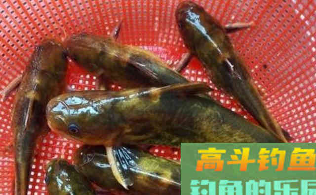 钓黄颡鱼时,掌握这些小技巧,连竿不断手感好 钓黄颡鱼时,掌握这些小技巧,连竿不断手感好