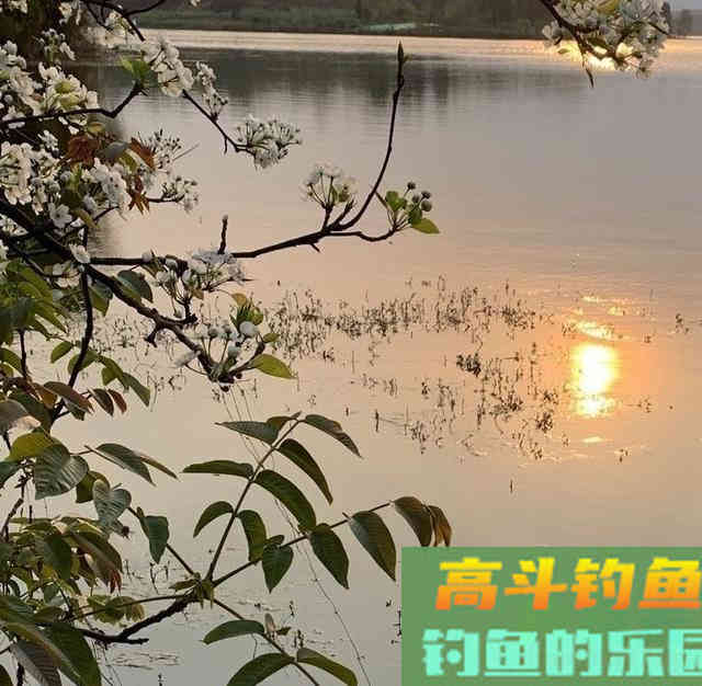 亮水草窝钓鱼，10米炮竿作钓鲫鱼，钓获30多条野生鲫鱼