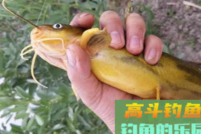 热天用这方法来对付黄骨鱼，隔三差五就想钓