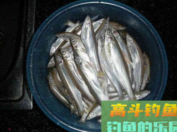 钓白条用我分享的方法，你下钩，它就在那等你