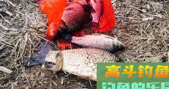 野钓大板鲫连竿，我只用了这2种方法，老钓友都懂