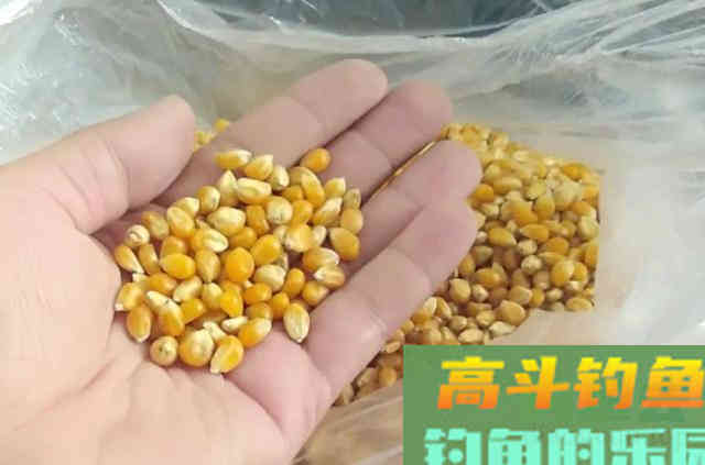 不是我吹,自从用了这草鱼钓法后,都佩服得五体投地 不是我吹,自从用了这草鱼钓法后,都佩服得五体投地