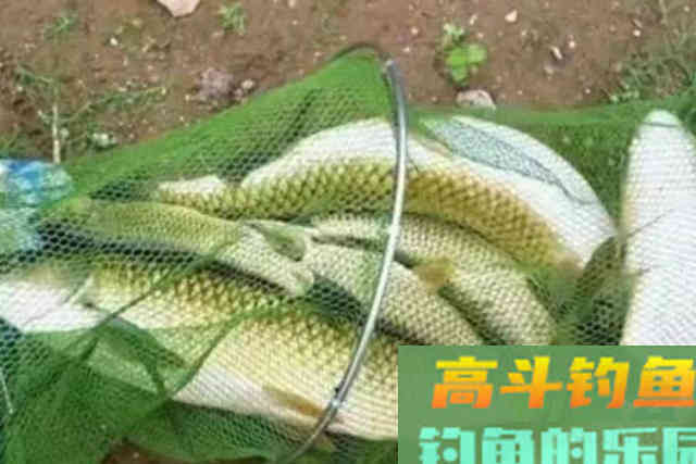难怪钓草鱼总是空手而归,原来你还没掌握这三点 难怪钓草鱼总是空手而归,原来你还没掌握这三点