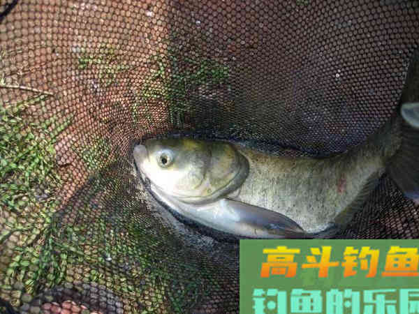 老司机分享多年钓鲢鳙的经验 老司机分享多年钓鲢鳙的经验
