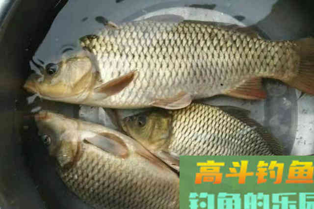 秋天钓鲤鱼,没试过这3个诱鱼诀窍,休想爆护 秋天钓鲤鱼,没试过这3个诱鱼诀窍,休想爆护