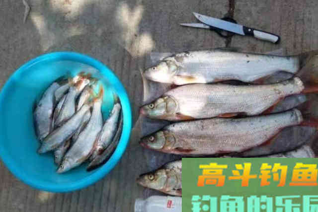 伏天不用这钓法来&ldquo;对付&rdquo;翘嘴，莫想鱼获翻倍提升