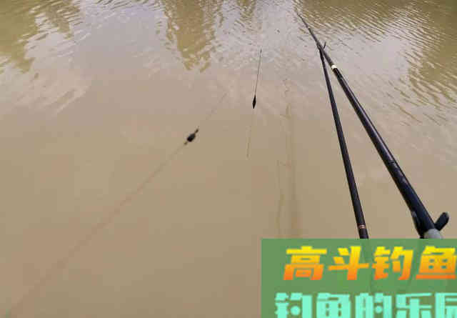 鲫鱼的长相，鲤鱼的胃口，黑坑钓工程鲫