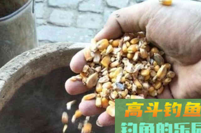 再次提醒：鲤鱼只需照我说的钓就好
