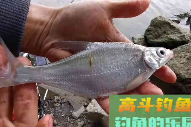 怪不得鳊鱼比鲫鱼好钓，换用这3招就对了