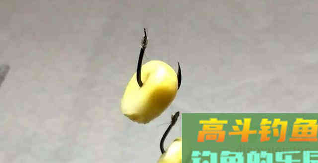 学会这3招,在7、8月份钓大鲤鱼简直易如反掌 学会这3招,在7、8月份钓大鲤鱼简直易如反掌
