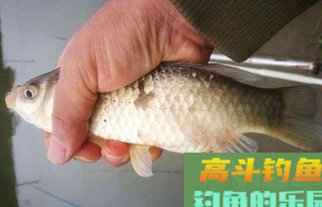 立夏之后，正适合野钓鲤鱼