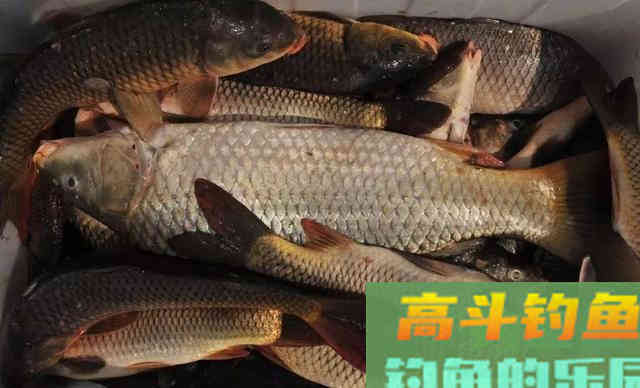 野钓鲤鱼经验分享&mdash;&mdash;从钓位到饵料、窝料还有线组搭配