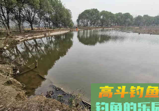 如何在藕塘钓鲫鱼？结合生活规律，谈选位与做窝