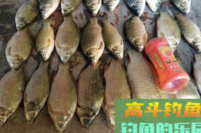 打窝后大板鲫就不吃钩了?因为高手从不说这3招 打窝后大板鲫就不吃钩了?因为高手从不说这3招