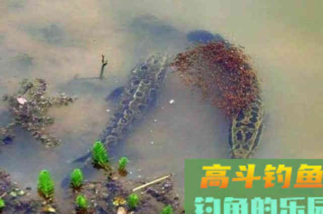 热天唯独这黑鱼钓法才够狠,试过的人都不简单 热天唯独这黑鱼钓法才够狠,试过的人都不简单