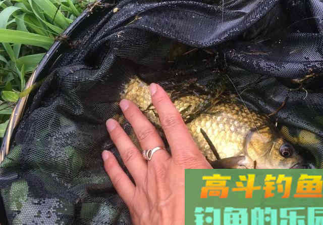 光水钓鲫鱼那点事儿，用长竿太累，但能比别人钓得更多