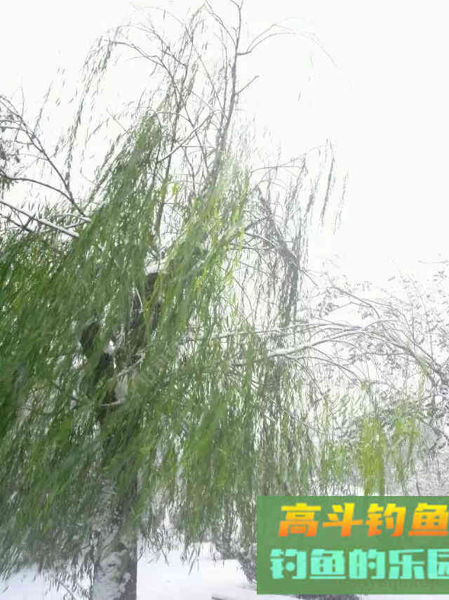 关于秋冬降温野钓鲫鱼的若干问题 关于秋冬降温野钓鲫鱼的若干问题