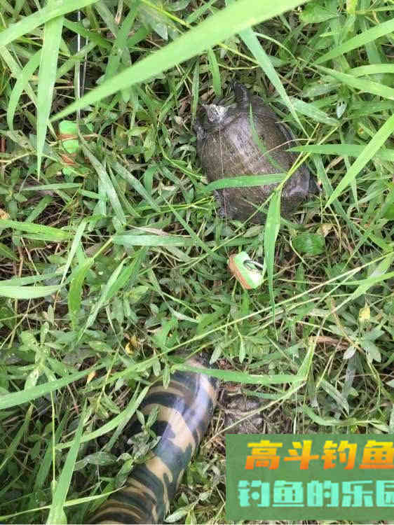 如何用猪肝钓甲鱼?运气好的时候一天能钓十几只 如何用猪肝钓甲鱼?运气好的时候一天能钓十几只