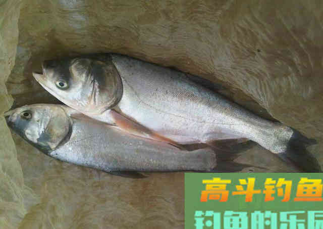 伏天打鲢子，除了味型和雾化，这两个技巧不能不注意