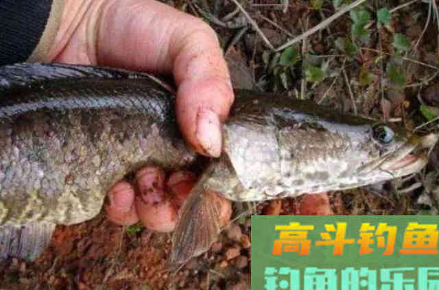 野钓利用手竿作钓大黑鱼的一些钓法技巧