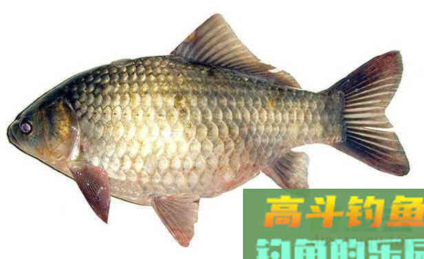 两指大的鲫鱼,凭什么受到全国钓友的热烈追捧 两指大的鲫鱼,凭什么受到全国钓友的热烈追捧