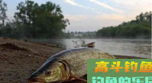 自83年出现过一次，鯮鱼已整整37年未见踪迹