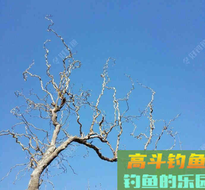 关于秋冬降温野钓鲫鱼的若干问题 关于秋冬降温野钓鲫鱼的若干问题
