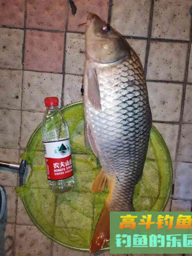 鱼越钓越远怎么办?这些有效的方法,大板鲫连杆不断 鱼越钓越远怎么办?这些有效的方法,大板鲫连杆不断
