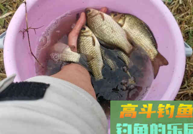 小野塘鲫鱼连杆，4个小时钓了半桶