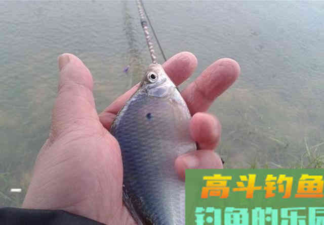 冬钓彩衣精灵攻略:鳑鲏和大鳍鱊,小爆护不难哦 冬钓彩衣精灵攻略:鳑鲏和大鳍鱊,小爆护不难哦