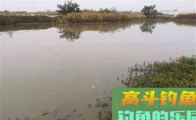 晚秋钓鲫鱼,钓顺风还是钓逆风 晚秋钓鲫鱼,钓顺风还是钓逆风