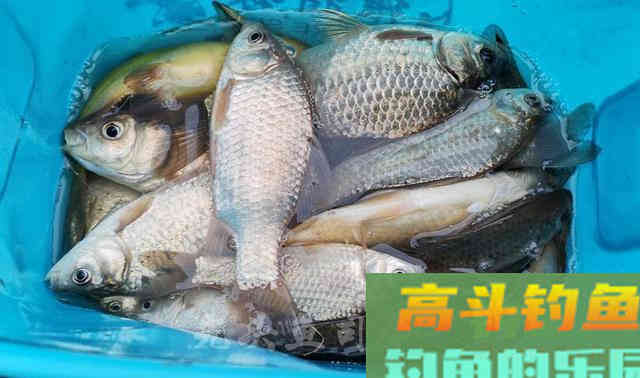 为何春季鲫鱼又大又多，夏季又少又小？钓大板鲫并不难