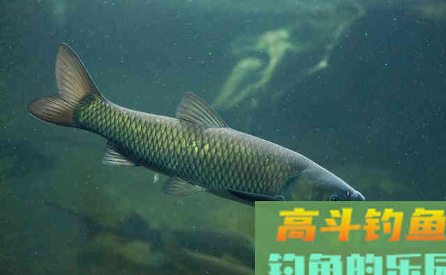 底浮钓法钓草鱼,又一神奇钓法之浮漂调钓和寻找鱼层 底浮钓法钓草鱼,又一神奇钓法之浮漂调钓和寻找鱼层