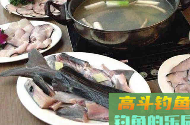 鸭嘴鱼的介绍，与鸭嘴鱼的垂钓方法技巧