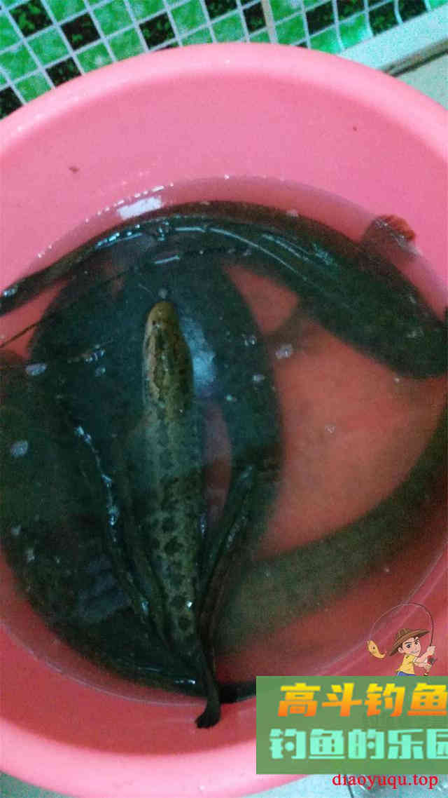 一根线钓黑鱼具体方法，和钓黑鱼的饵料