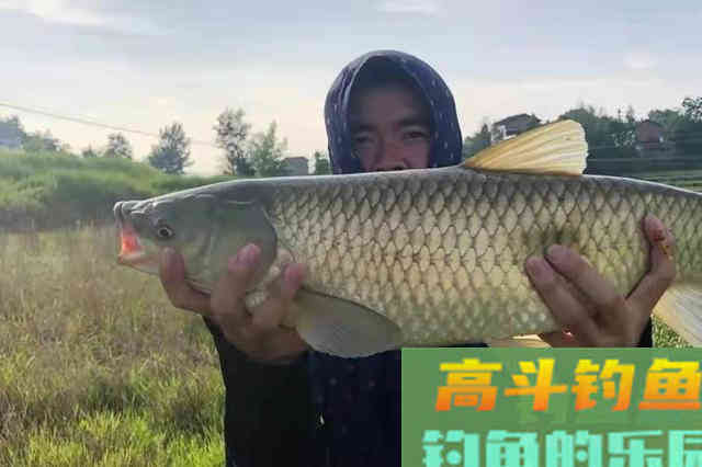 老大爷口出狂言：钓草鱼根本用不着商品饵