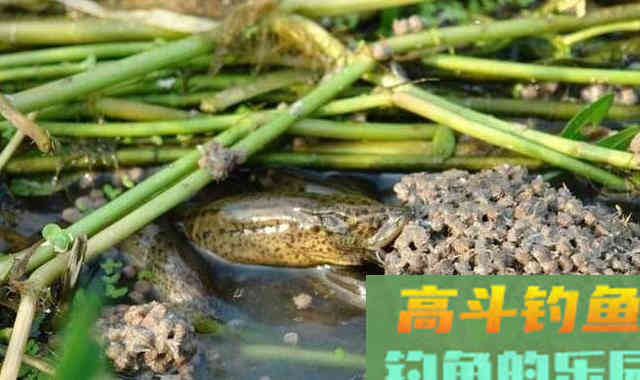 黄鳝洞怎么找?我来告诉你 黄鳝洞怎么找?我来告诉你
