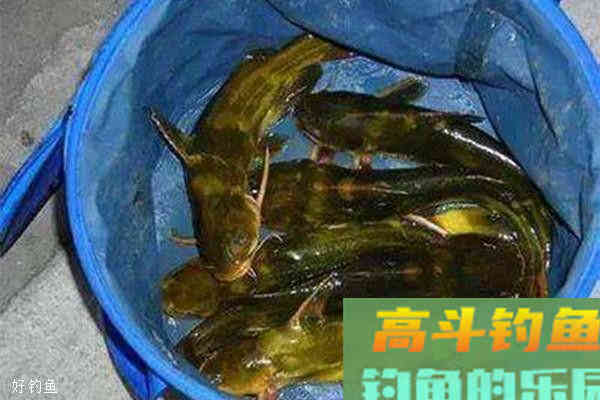 手竿野钓黄颡鱼应该注意那几个方面知识