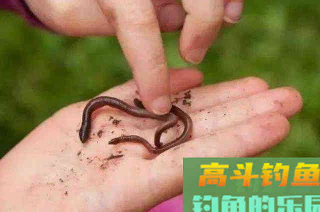 伏天钓黄骨鱼很过瘾,连鲤鱼都不想钓 伏天钓黄骨鱼很过瘾,连鲤鱼都不想钓