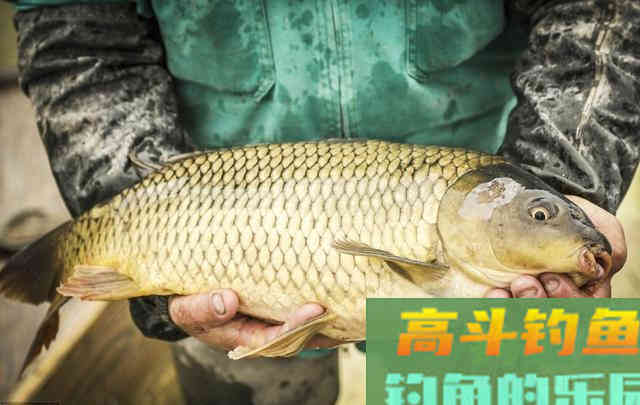 秋天垂钓鲤鱼的3个正确方法,和一些注意事项 秋天垂钓鲤鱼的3个正确方法,和一些注意事项