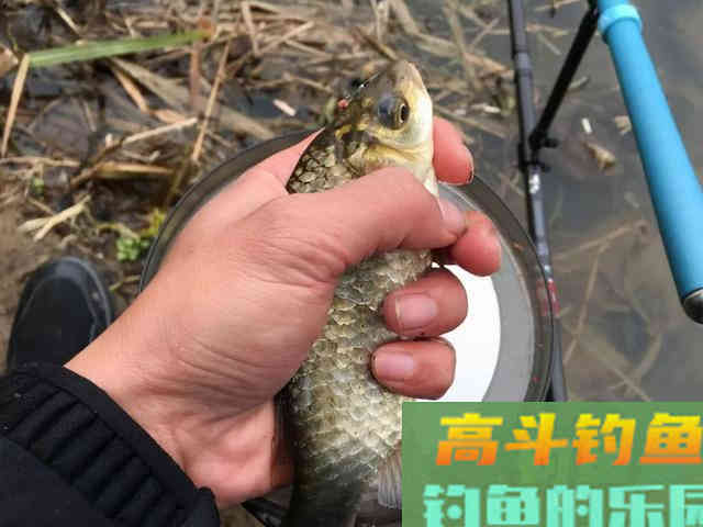 冬季钓鲫鱼,用这样的方法钓,钓到的都是大板鲫 冬季钓鲫鱼,用这样的方法钓,钓到的都是大板鲫