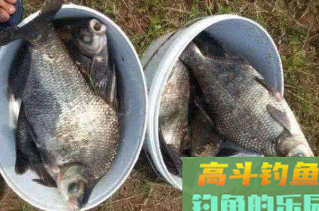 立秋后,万万不能小瞧这鳊鱼钓法 立秋后,万万不能小瞧这鳊鱼钓法