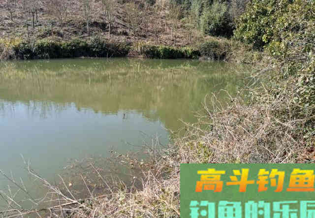 连续钓了荒废山塘里的不少白鲫,鱼获为何反降不升 连续钓了荒废山塘里的不少白鲫,鱼获为何反降不升