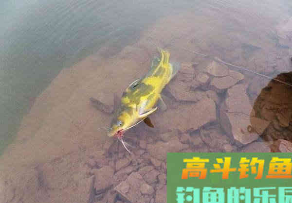 论蚯蚓钓黄颡鱼的正确用法