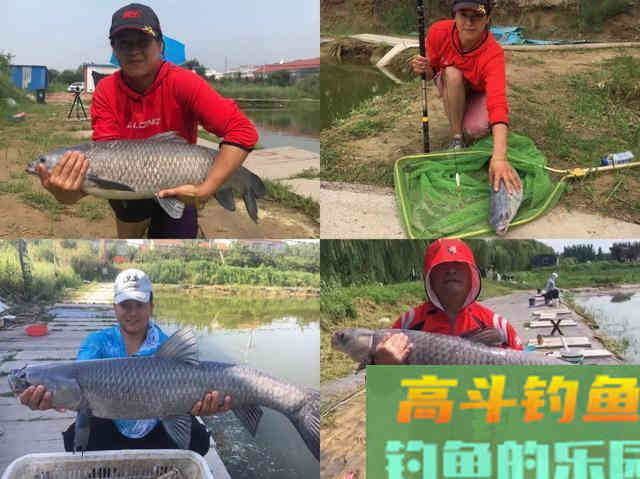 春末夏初如何钓黑坑青鱼,通过天气、鱼情、饵料等解析 春末夏初如何钓黑坑青鱼,通过天气、鱼情、饵料等解析