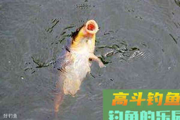 揭秘秋季钓鱼高手连竿上鱼技巧 揭秘秋季钓鱼高手连竿上鱼技巧