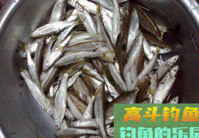 白条哭晕在油锅，批量钓法分享，也可只钓大的